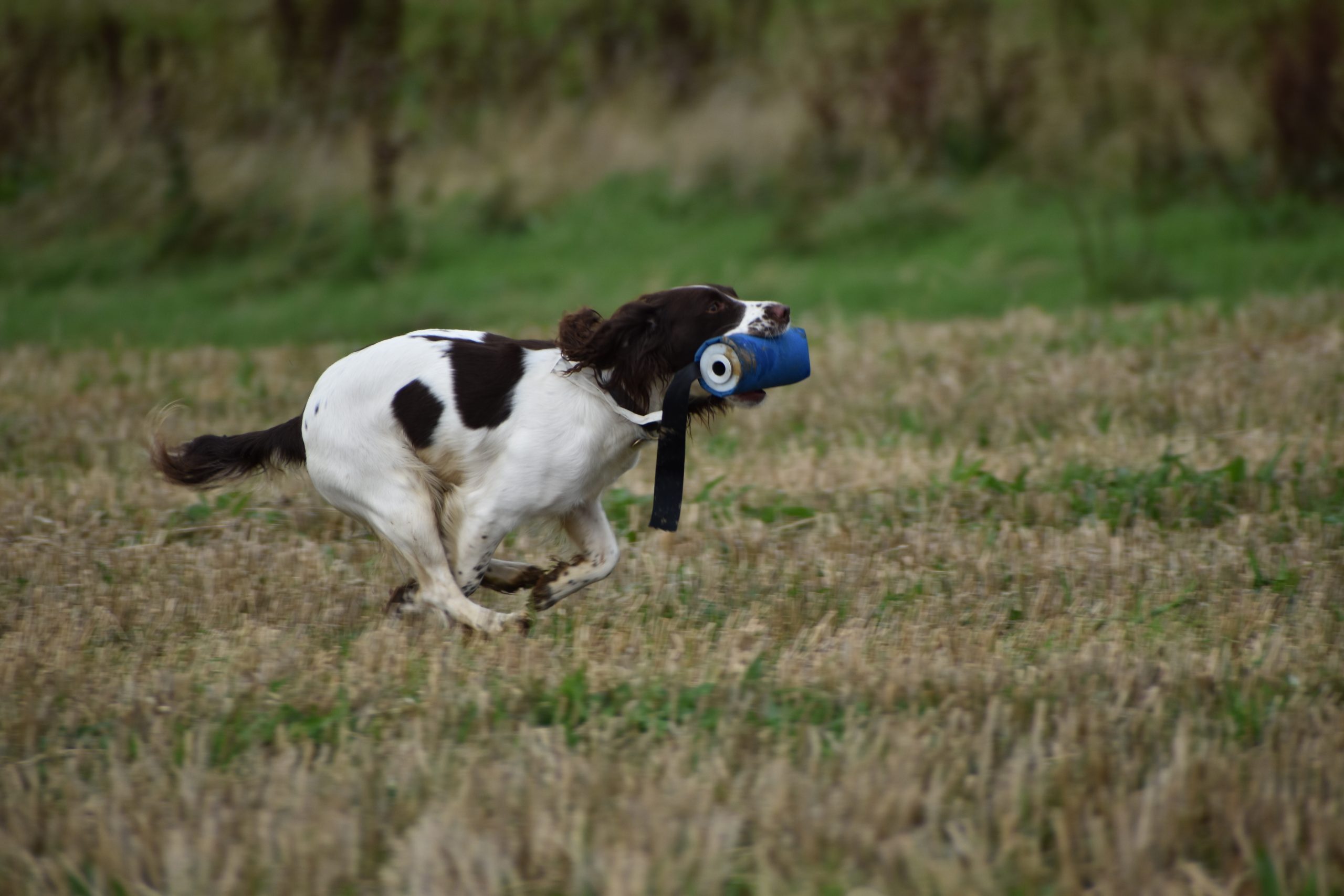 Kimberley Gundogs Teaching you to train your dog