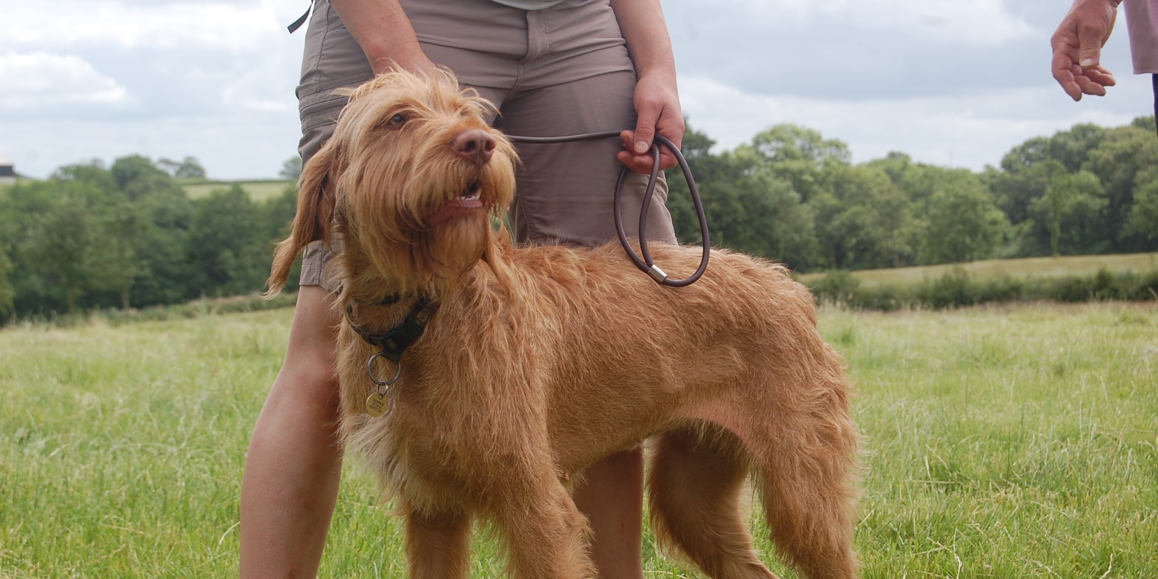 Kimberley Gundogs Teaching you to train your dog